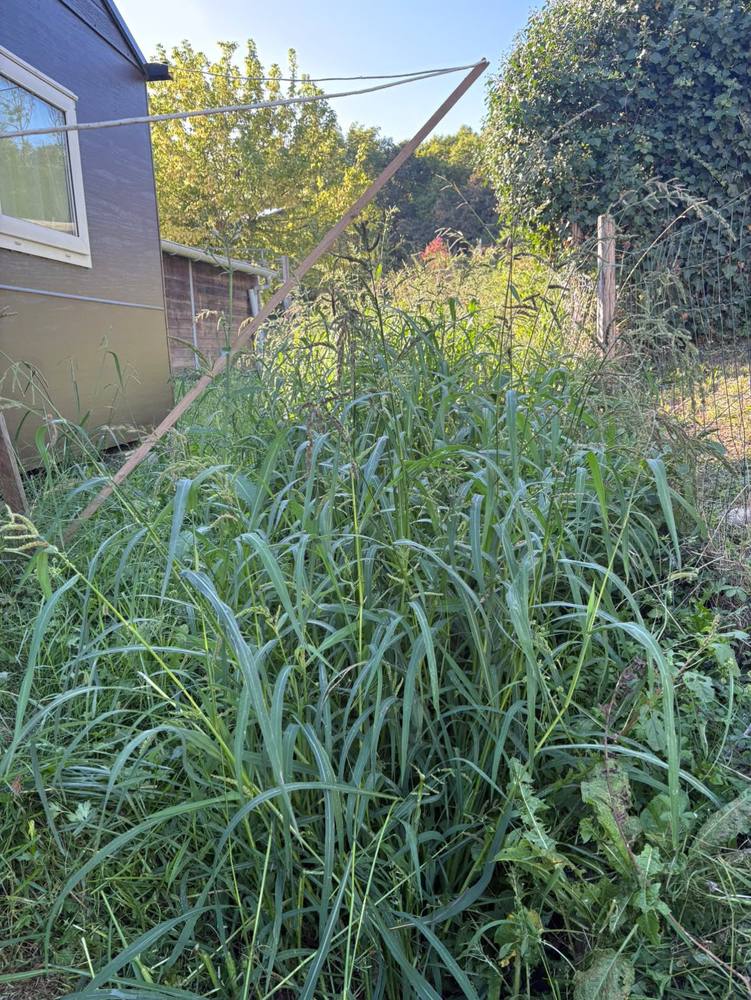 Herbes hautes bloquant le passage le long d'un mobil-home.