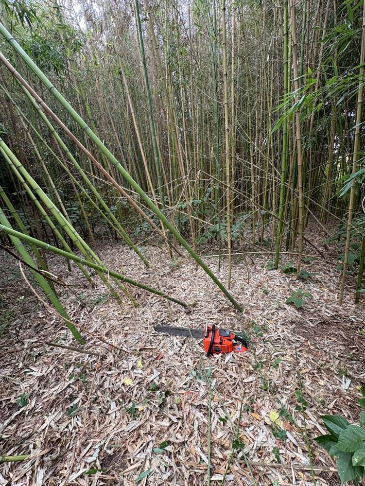Bambouseraie dense avant abattage, tronçonneuse posée au sol.