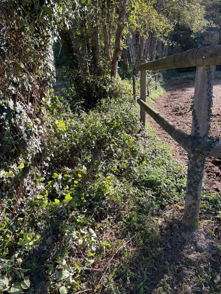 Ronces et lierre gagnant sur une clôture en bois le long d'une carrière.
