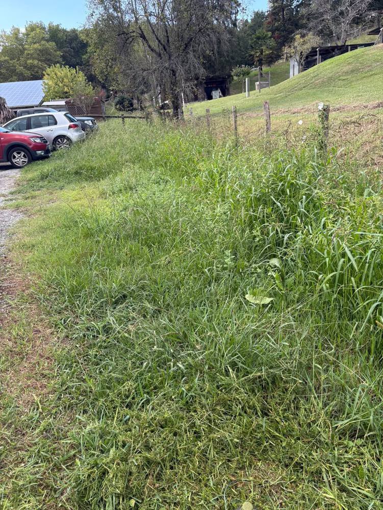 Herbes hautes envahissant le fossé le long d'une clôture.