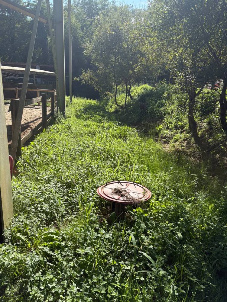 Fossé envahi de végétation haute le long d'un manège équestre.